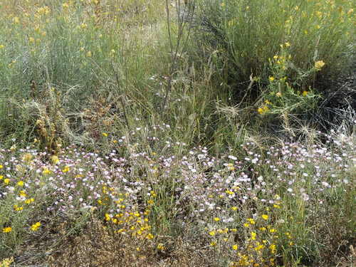 GDMBR: Roadside Flowers.